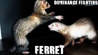 Ferret dominance fighting| Most popular #1 #shorts