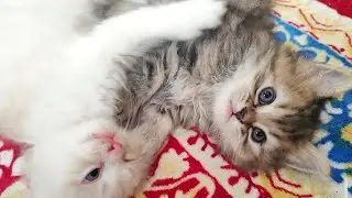 You Won’t Believe How These Kittens Fight 🐱🔥