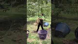 Why Catching Durian Fruit Is Harder Than You Think!