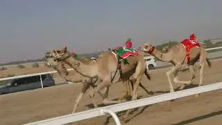 الشوط 16(احتفال)للسيد : عبد ألله عبيد حمد بالنوره العامري توقيت 07:38