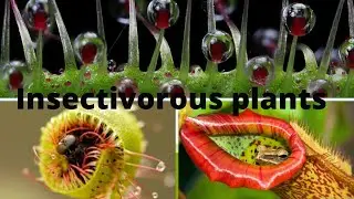 Most dangerous Plants of the world