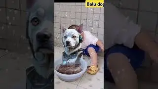 Dogs#DogLovers#AIDogs#AIinPets#PetTech#AIandPets#SmartPets#DogTech