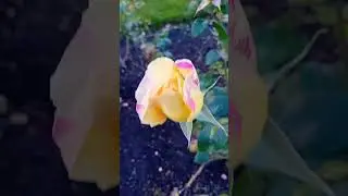 Gorgeous Golden Colour Roses# Yellow#Roses#flowers#Shorts #roselovers# trending#nature#tlilac