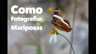 ¿Como fotografiar mariposas?