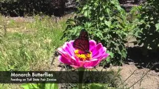 Butterfly Nectar Plants