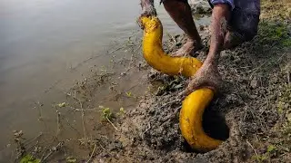 Поимка крупного желтого угря в иле с помощью простого крючка | Pêche d’une Anguille Jaune Sauvage 🎣