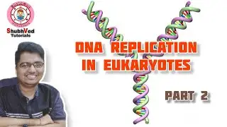 DNA Replication in Eukaryotes | Termination
