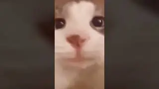 hahahahah amazing 🤣🤣 #shorts #catclips