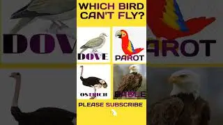 WHICH BIRD CAN'T FLY?