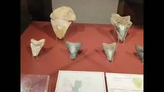 EDUVLOG IN NATIONAL MUSEUM OF NATURAL HISTORY