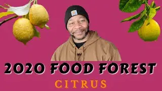 ВЫСТАВКА ЦИТРУСОВЫХ 2022 | Часть 1. Пригородный лесной промысел | #survivalgarden #fruitandcitrus...