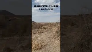 Encontramos o Simba #simba #simbaafricadosul #southafrica #lion #babylion