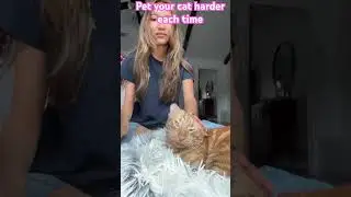 He started purring 🐱 #comedy #cat #funny #relatable