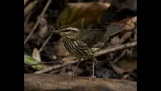 Northern Waterthrush (locally rare bird) - Trout Lake, Vancouver, BC, Canada - 2025/09/01