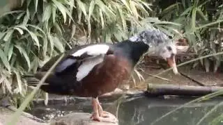 White-winged duck preening, call and courtship