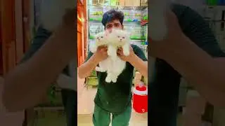 beautiful white persian cats available Lucky pets store Lahore Pakistan