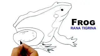 How to draw a Frog || Rana Tigrina Drawing 