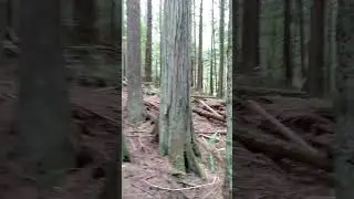 possable cultural modified trees .. before 100 year ago fire @ xwesam shishalh Nation territory