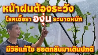 หน้าฝนนี้ต้องระวัง องุ่นเป็นโรคเชื้อราอย่าพึ่งตัดทิ้ง แก้ไขแบบนี้ ยอดเดินปกติ #4k