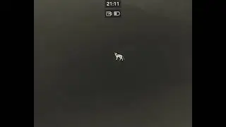 Ansitz auf Winter Fuchs - F&auml;he erlegt.