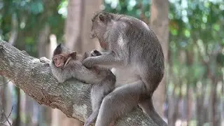 🐒Watch Her Move! Mother Monkey's Incredible Feeding Skills! #monkey #cuteanimals #wildlife