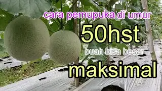 pemupukan ke 8 di umur 50 hst