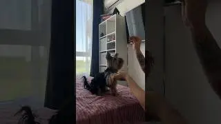 Учим команды #йорик #йоркомания #йоркомир #shorts
