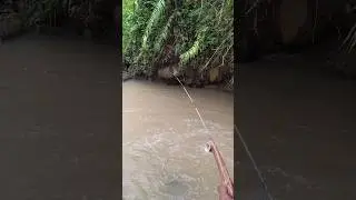 Spot kecil menjadi sarang ikan wader 🐟🎣🎣#mancing #mancingceria #fishing #microfishing #wadermania