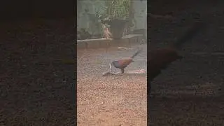 Reflex 🙄🙄 #greatcoucal #crowpheasant #uppan #chempothu #bird #snake #viper #python #prey #predator