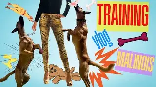 Living in a Cave with Two Rescue Puppies 🐺 Dog Training and Chaos in Granada (Vlog Ep.7)