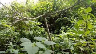 sode Nadi ke kenara meye per nikla hai