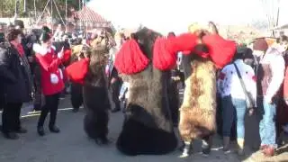 Ursul de la Darmanesti - Datini si obiceiuri 2016
