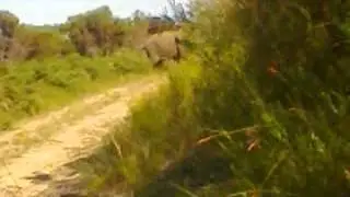 Oupoot the Knysna elephant back