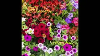 Flowers of remember