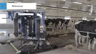 Cow farming the new technology with machine automatic function with north Africa