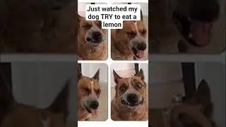 Только что видела, как моя собака пыталась съесть лимон 😂
