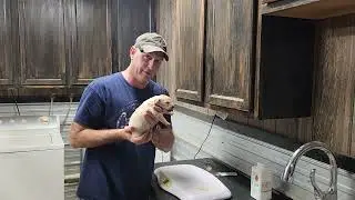 Cocoa & CJ's litter two week deworming