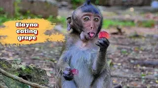 Elayna&rsquo;s Adorable Face While Enjoying Her Food 🐒💖,@monkeyscorner