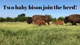 We have two baby bison calves!!