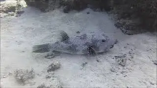 Egypt Hurghada El Fanadir Puffer Fish 23 December 2025