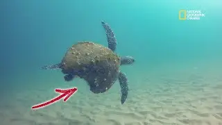 Turtle Survives Tiger Shark Attack! Australian East Coast Snorkel Spots