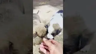 #compassion#dog #helpvoiceless #youtube #doglover #helpstraydogs #shortsfeed #shorts