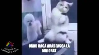 C&acirc;nd bagă arăbească la majorat &copy; Ciobanu Daniel in grupul Junimea