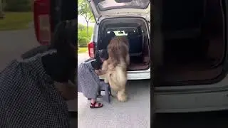 St. Bernard (dog)#shorts #shortvideo