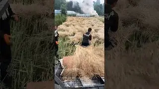 Harvesting Rapeseed: A Traditional Farming Method