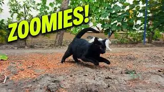 Cat Zoomies Gone Wild! 🐾 Pouncing, Dashing & Total Chaos!