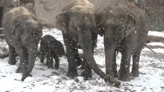 Playing in the Snow