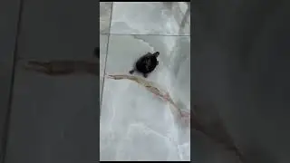 Smart Active #turtle 🐢 #recognize human voice😲মানুষের ভাষা বুঝতে পারে |বিলু বেবি