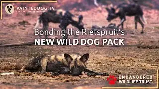 The Pack Gives Back | BONDING THE RIETSPRUIT&rsquo;S NEW WILD DOG PACK | 14 February