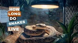 How Long Do Snakes Live